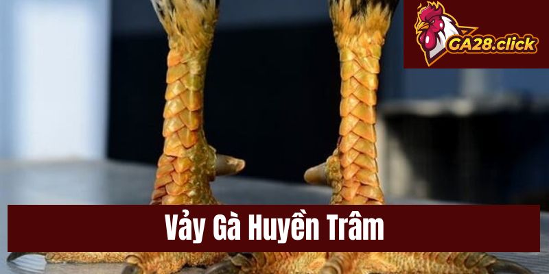 Vảy Gà Huyền Trâm – Nhận Diện, Ý Nghĩa Và Giá Trị Thực Tế
