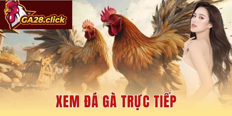 Xem Đá Gà Trực Tiếp Thomo – Link HD Nhanh Tại GA28